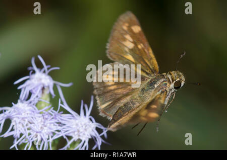 Fiery Skipper, Hylephila phyleus, weibliche Fliegen von Nebel Blume, Conoclinium sp. Stockfoto