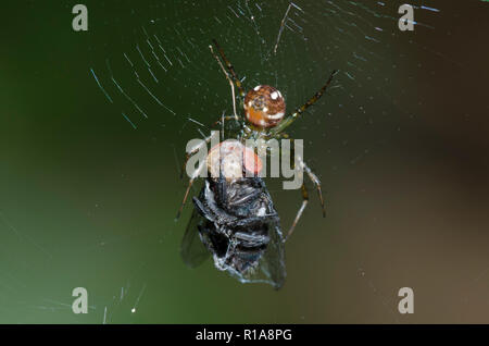 Orb Web Spider, Mangora sp., mit Beute Stockfoto