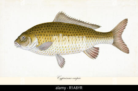 Alte farbige Abbildung der Karpfen (Cyprinus carpio), Seitenansicht der großen Fische mit ihren darkish gelbe Haut, isolierte Element auf weißem Hintergrund. Von Edward Donovan. London 1802 Stockfoto