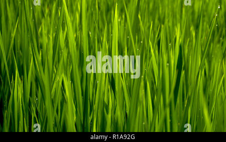 Grüne Gras mit Wassertropfen, Reisfeld natürlichen Hintergrund Stockfoto