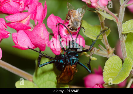 Tarantula Hawk, Pepsis sp., und Honigbiene, Apis mellifera, auf Korallen Weinstock, Antigonon leptopus Stockfoto