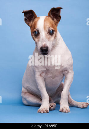 Eine süße Jack Russell Terrier sitzen auf blauem Hintergrund Stockfoto