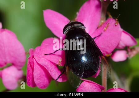 Mexikanischer Kaktus Fliegen, Copestylum mexicanum, auf Korallen Weinstock, Antigonon leptopus Stockfoto