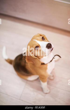 Beagle dog sitting auf hölzernen Stock über der Ansicht von oben Stockfoto