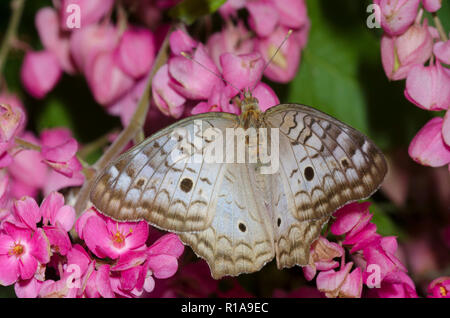 Weißer Pfau, Anartia jatrophae am Coral Weinstock, Antigonon leptopus Stockfoto