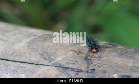 Schwarz catepillar auf einem Baumstamm aus grünem Hintergrund isoliert Stockfoto