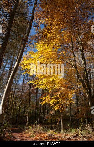 Wald im Herbst Farben auf Kriegsfuß in Nord Wales Stockfoto