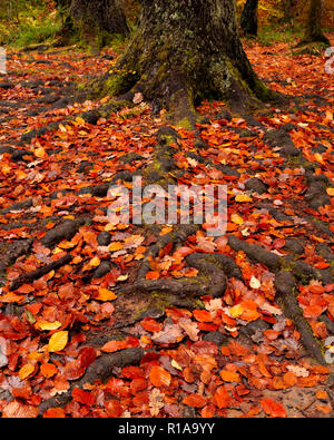 Baum, Wurzeln und Laub im Herbst Farben Stockfoto