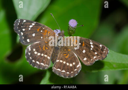 Texan Crescent, Anthanassa texana, Weibchen auf Nebel Blume, Conoclinium sp. Stockfoto