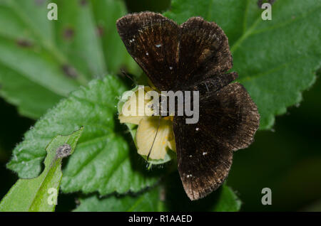 Mazans Scallopwing, Staphylus mazans, männlich Stockfoto
