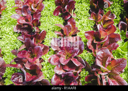 Abwechselnd Rot und Grün Blatt Salat im Garten. Stockfoto