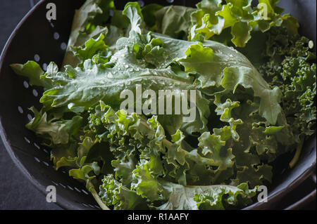 Frisch kale verlässt in einem Sieb gewaschen. Stockfoto