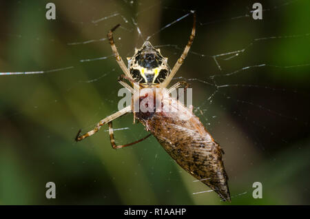 Silber Argiope, Argiope argentata, mit Kakerlaken, Ordnung Blattodea, Beute Stockfoto