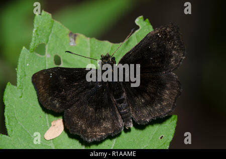 Mazans Scallopwing, Staphylus mazans, männlich Stockfoto
