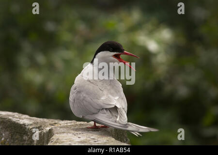 Küstenseeschwalbe auf die Farne Islands, Northumberland, England, Großbritannien Stockfoto