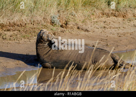 Grau Dichtung (Halicheorus grypus) Stockfoto