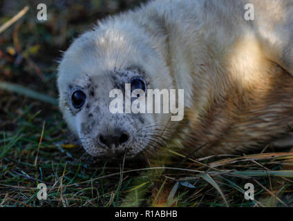 Grau Seal pup (Halicheorus grypus) Stockfoto