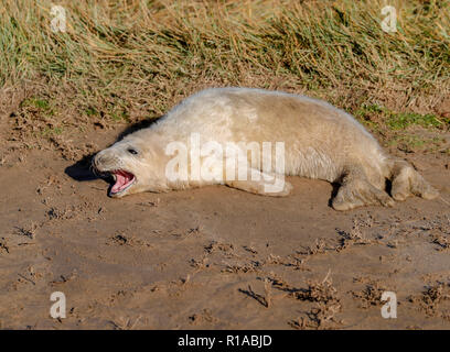 Grau Seal pup (Halicheorus grypus) Stockfoto