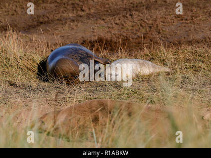 Grau Dichtung mit Pup Halicheorus grypus) Stockfoto