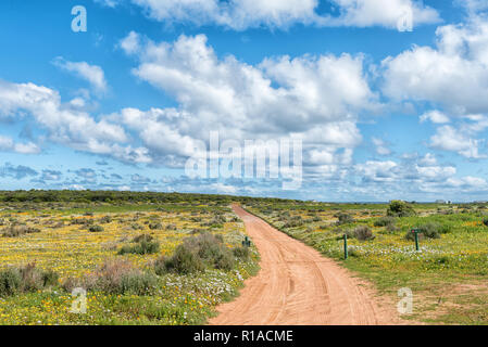 Wilde Blumen am Postberg in der Nähe von Langebaan an der Atlantik küste in der Western Cape Provinz von Südafrika Stockfoto