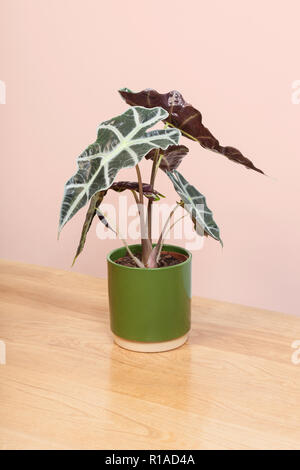 Eine Alocasia Anlage in einem grünen Topf. Stockfoto