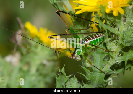 Chestnut Kurz- Flügel, Katydid Dichopetala castanea, männlichen auf Kampfer Daisy, Rayjacksonia phyllocephala Stockfoto