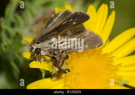 Gezackte Ambush Bug, Phymata sp., mit undurchsichtigen Skipper, Panoquina panoquinoides, Weibchen auf Kampfer Daisy, Rayjacksonia phyllocephala Stockfoto