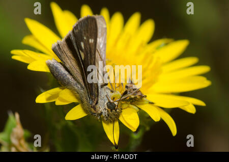 Gezackte Ambush Bug, Phymata sp., mit undurchsichtigen Skipper, Panoquina panoquinoides, Weibchen auf Kampfer Daisy, Rayjacksonia phyllocephala Stockfoto