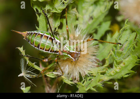 Chestnut Kurz- Flügel, Katydid Dichopetala castanea, Weibchen auf Kampfer Daisy, Rayjacksonia phyllocephala Stockfoto