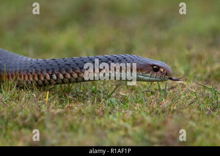 Porträt. Quartal Körper Bild von Lowland copperhead Snake narawntapu Nationalpark Tasmanien Australien Stockfoto