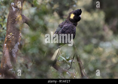 Gelbe tailed Black cockatoo in Bäumen im Norden nass Tasmanien Australien sitzen Stockfoto