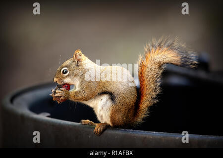 Das Amerikanische Rote Eichhörnchen, in Alaska gefunden Stockfoto