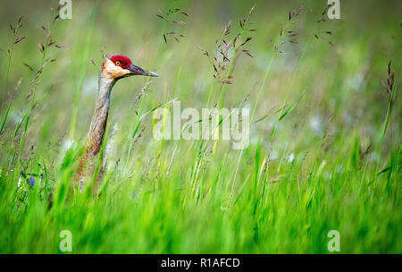 Die Sandhill Crane (Antigone canadensis) ist eine Pflanzenart aus der Gattung der großen Kran von Nordamerika und extreme nordöstlichen Sibirien Stockfoto