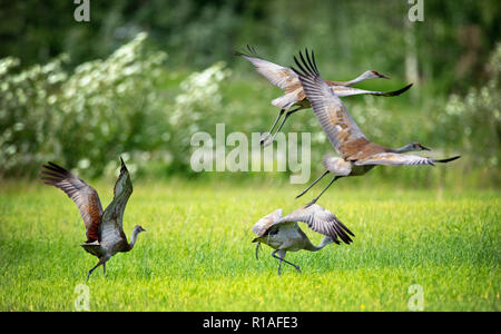 Die Sandhill Crane (Antigone canadensis) ist eine Pflanzenart aus der Gattung der großen Kran von Nordamerika und extreme nordöstlichen Sibirien Stockfoto