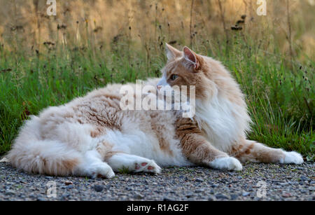 Norwegische Waldkatze männlichen im Garten ausruhen Stockfoto