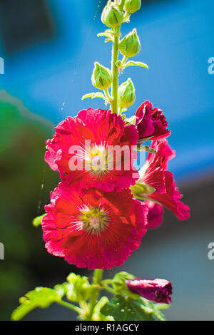 Schöne fuchsie Malve closeup im Garten. Stockfoto