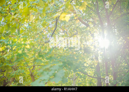 Schönen Herbst im Wald - Golden polnischen Herbst - Sonnenstrahlen durch bunte Blätter und Bäume Stockfoto