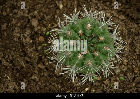 Gymnocalycium quehlianum Vaupel in hosseuss var. rolfianum schick, Kaktus top Aussicht, langen grauen Stacheln, dunkel grüne Pflanze Farbe, Stockfoto