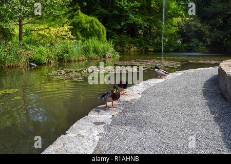 Stockenten vor einem Teich auf der Insel Mainau Stockfoto