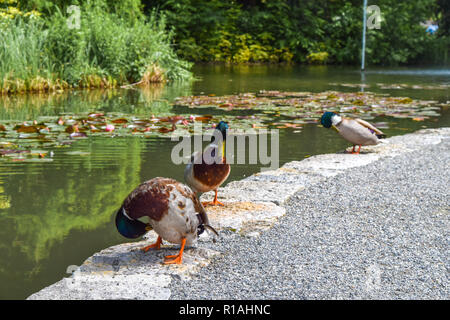 Stockente (Anas platyrhynchos) preens seine Federn vor einem See, bunte Stockente Dressing up Stockfoto