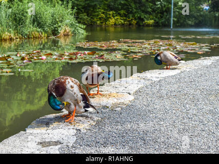 Stockente (Anas platyrhynchos) preens seine Federn vor einem See, bunte Stockente Dressing up Stockfoto