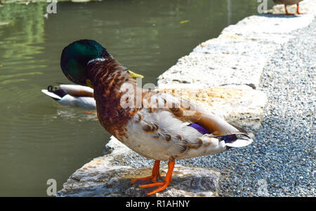 Stockente (Anas platyrhynchos) preens seine Federn vor einem See, bunte Stockente Dressing up Stockfoto