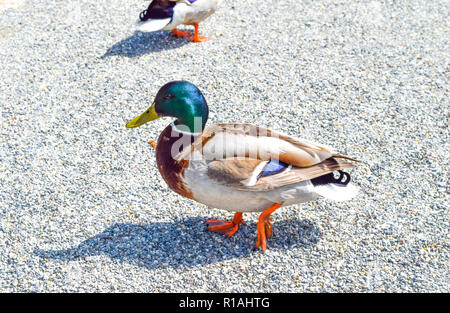 Stockente (Anas platyrhynchos) auf dem Boden, männlichen Wild Duck außerhalb des Wassers, bunte Stockente Stockfoto