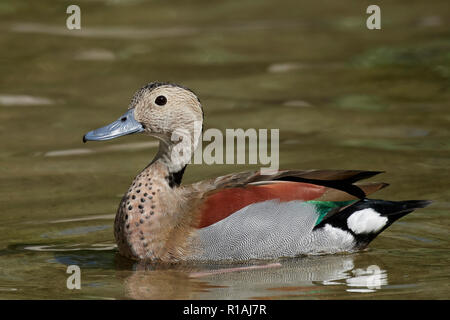 Beringt teal in seinem natürlichen Lebensraum Stockfoto