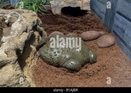 Eine Stockkröte (Rhinella marina) im San Diego Zoo Safari Park, Escondido, CA, United States Stockfoto