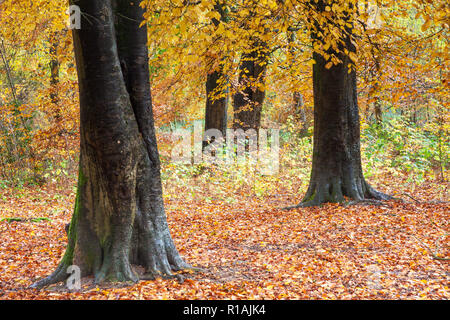 Herbst im Savernake Wald in Wiltshire. Stockfoto