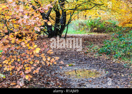 Herbst im Savernake Wald in Wiltshire. Stockfoto
