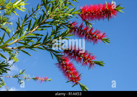 Melaleuca viminalis, Weinen bottlebrush oder Creek bottlebrush Stockfoto