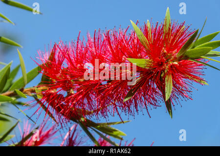 Melaleuca viminalis, weinende Flaschenbürste oder Creek Flaschenbürste Stockfoto