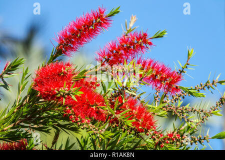 Melaleuca viminalis, Weinen bottlebrush oder Creek bottlebrush Stockfoto